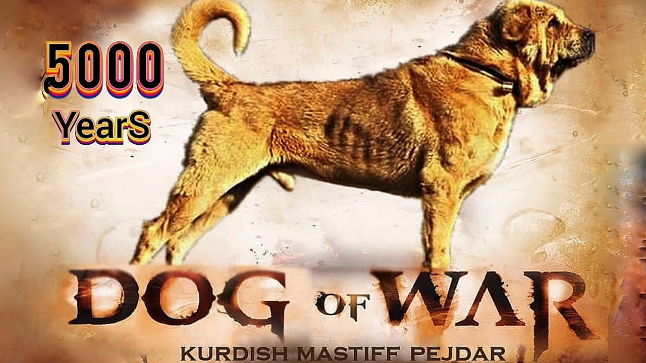 Kurdish Pejdar  5000 Years Old Mastiff  Dog From Mesopotamia
