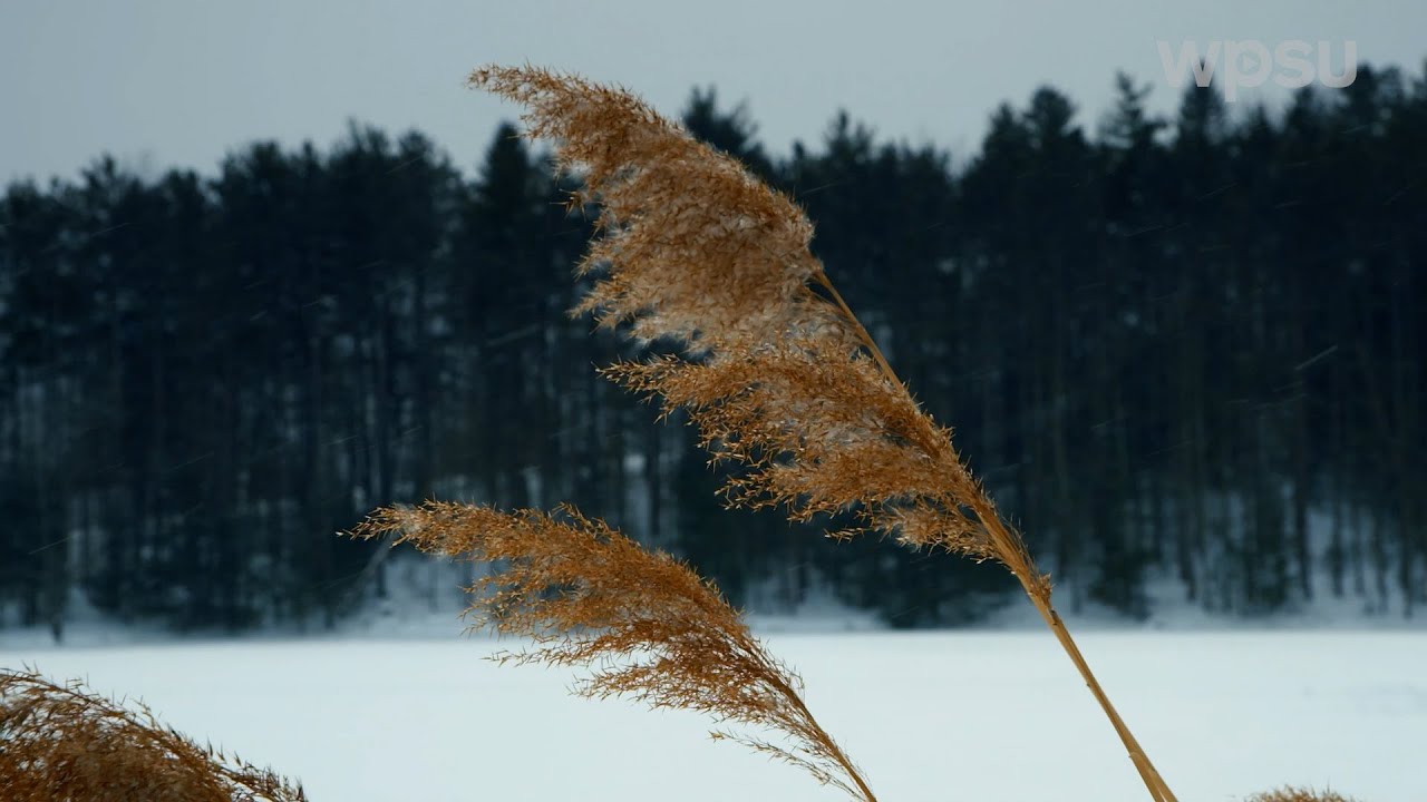 After The Storm | WPSU Digital | Winter Storm Fern