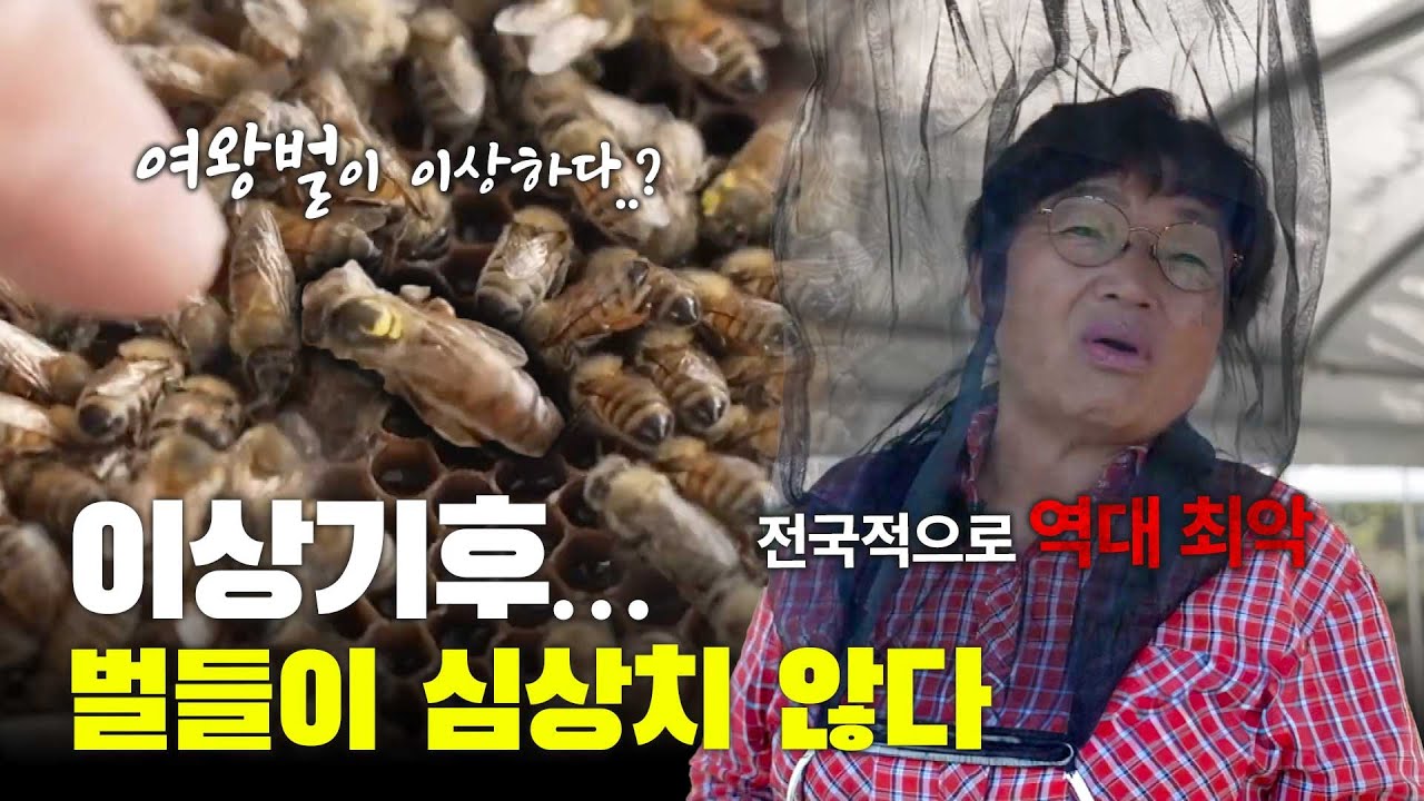 이상기후에 벌들이 정신을 못 차린다? 양봉 세월만 30년 양봉특구 지역 칠곡 양봉 현장