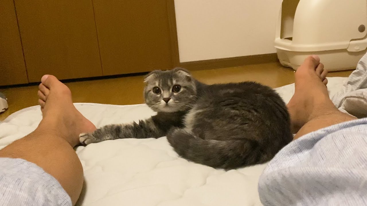 【感動】２日ぶりに再会した甘えん坊猫のボディタッチが激しくてかわいすぎた…my cat's body touch was too hard