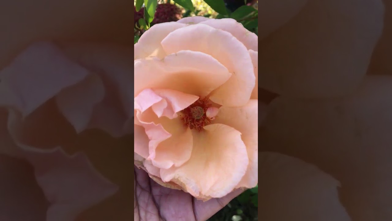 Just Joey Rose( honestly, due to frost it&rsquo;s no longer as beautiful as it is supposed to be).