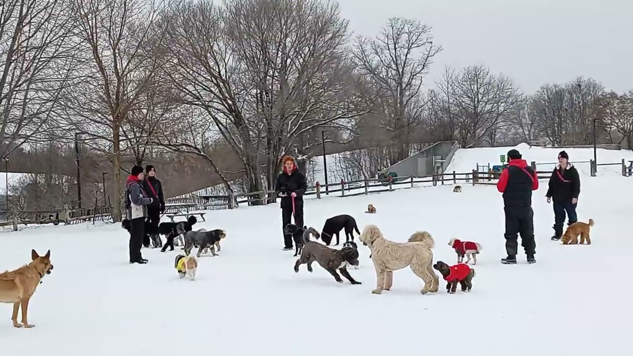 Live puppy dog park snow filled fun Toronto Canada  over 60 playing 