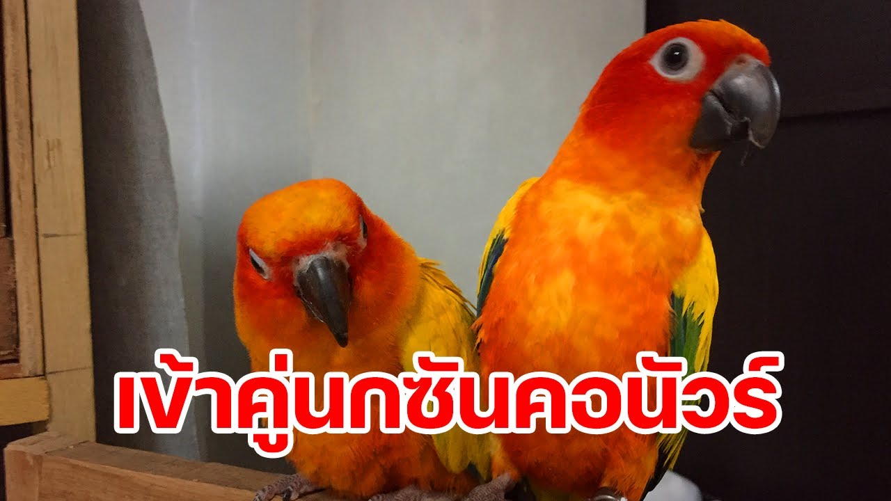 เข้าคู่นกซันคอนัวร์ ตอบคำถามจากสมาชิก