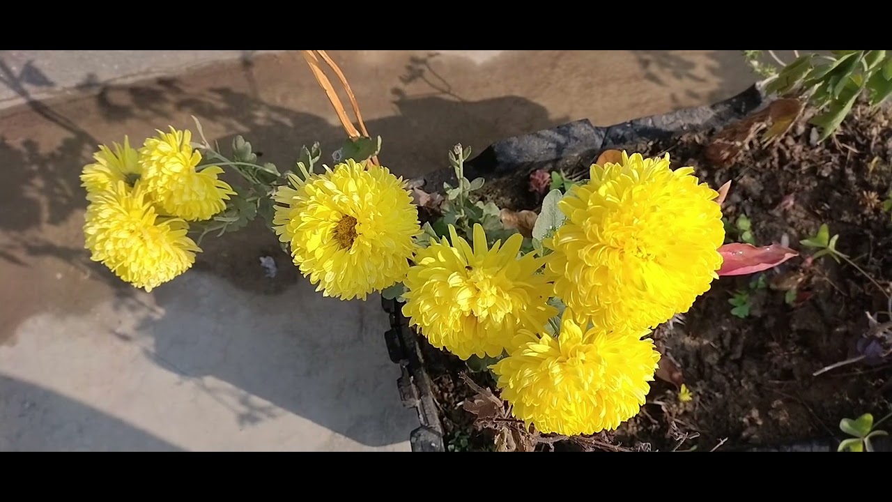 Hello guys, 🌺🥀🌹🪷🪻🌻🌼🌿