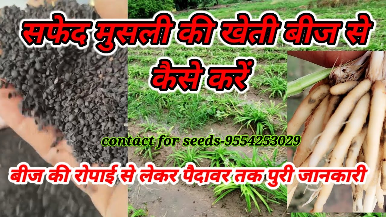 सफेद मूसली की खेती बीज से कैसे करें | safed musli ferming in seeds | 