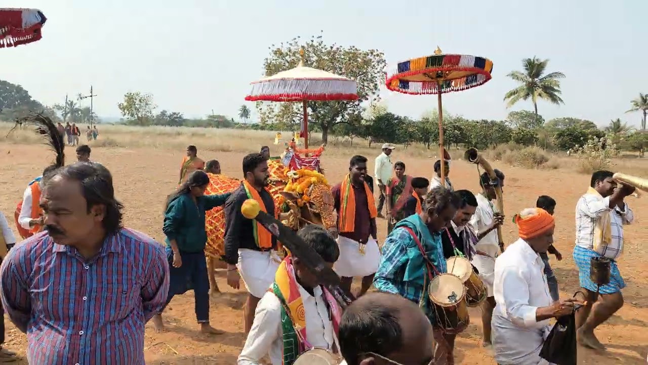 Maha Shivaratri Sambaraalu #bandapalle #Devara Yeddu🐂