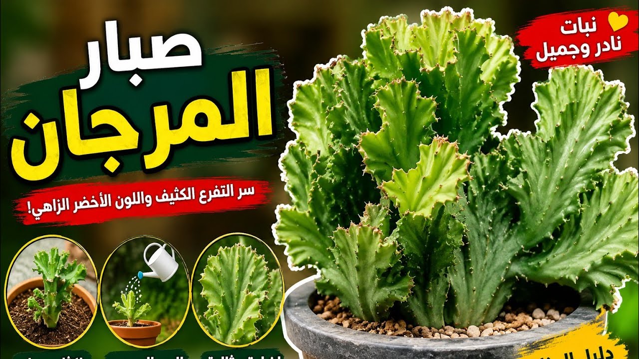 #اكثار #الصبار رعايه وعنايه وتشتيل #أغلى أنواع الصباريات #زراعة_الصبار #الكرشه #المرجان في #المنزل