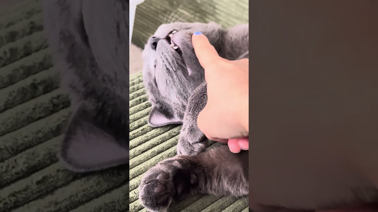 Take 5! Relax for 5 mins with sleeping cat :)