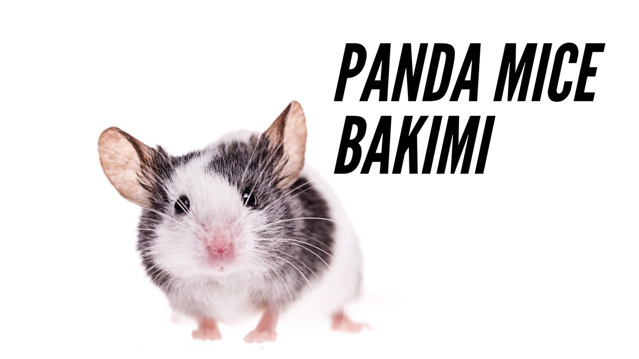 Panda Mice  - Kemirgen Bakımı - Fare Beslemek - Panda Faresi 🐼