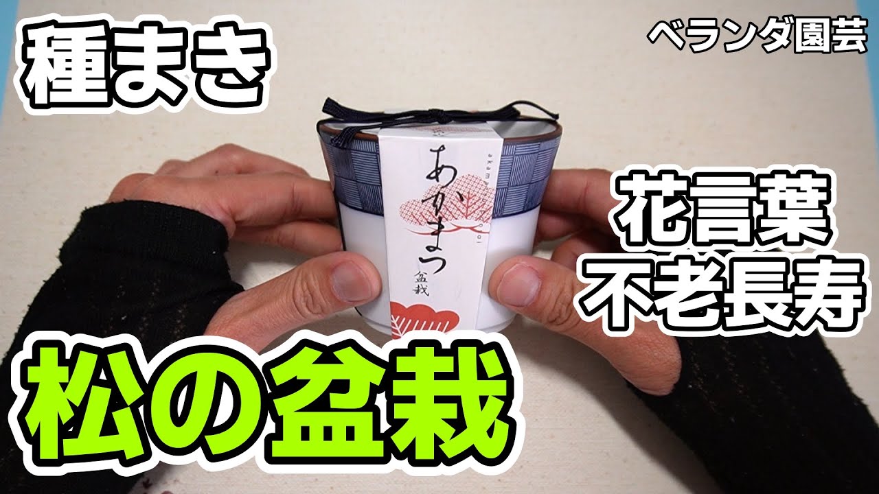 【ベランダ園芸】赤松の盆栽セットで種まき