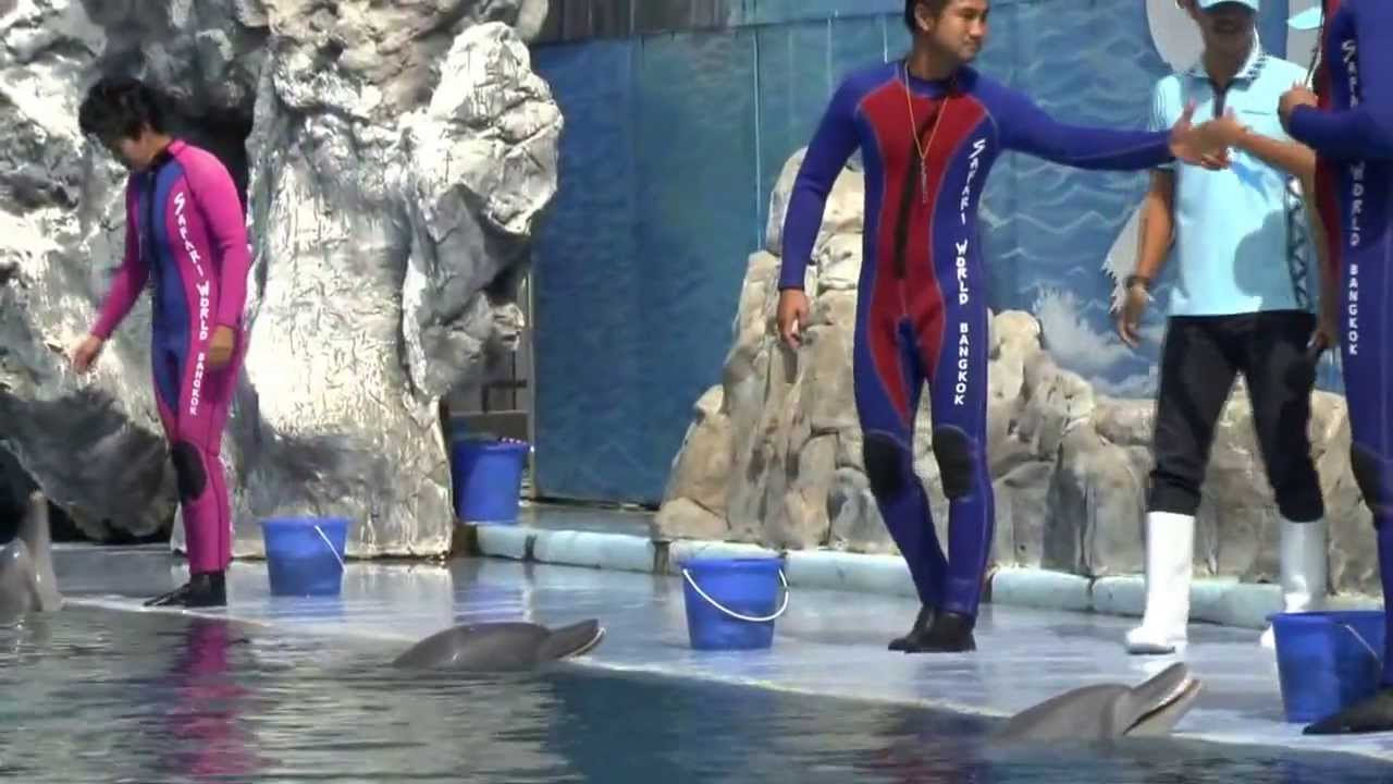 Dolphin Show Safari World 31/12/2013