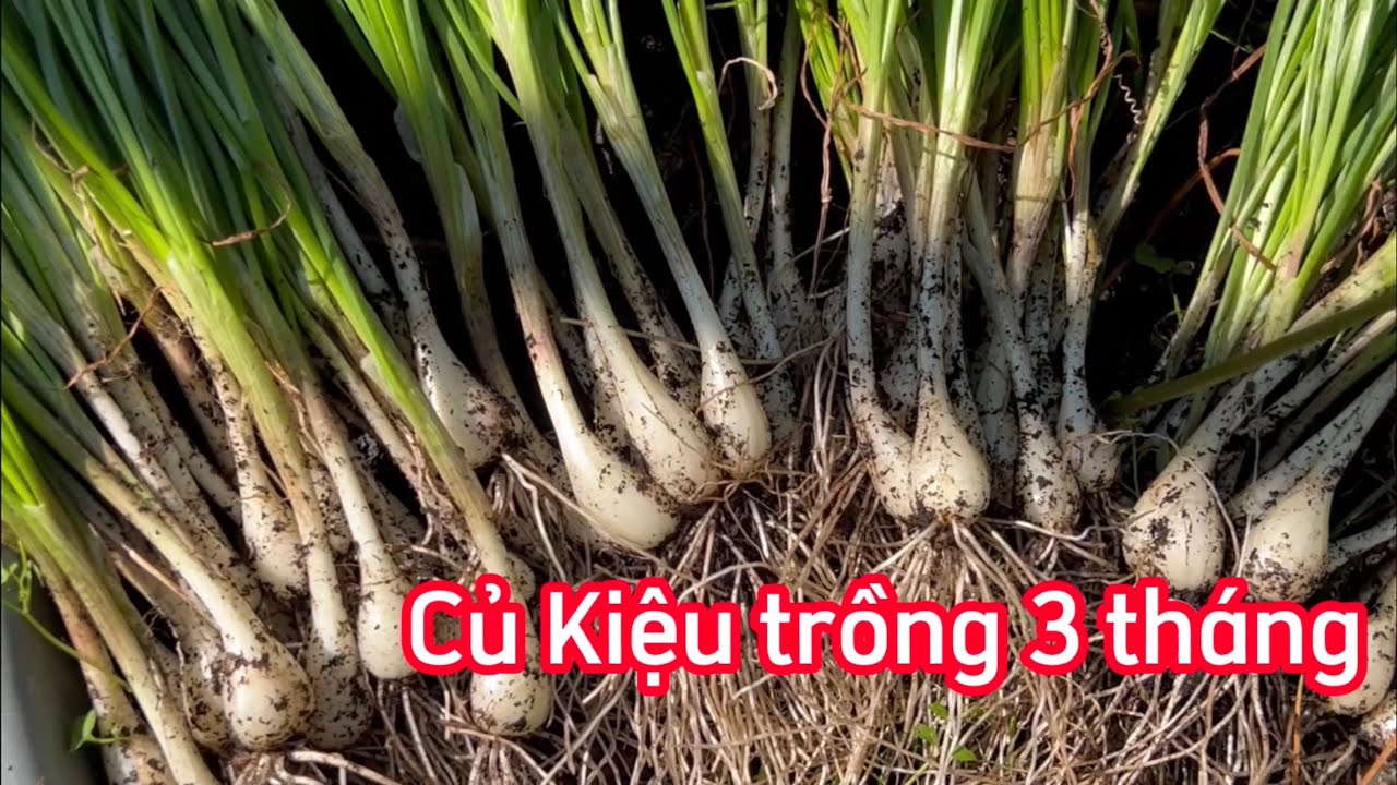 Củ Kiệu Trồng Ba Th&aacute;ng L&agrave; Thu Hoạch #ngocquachusa