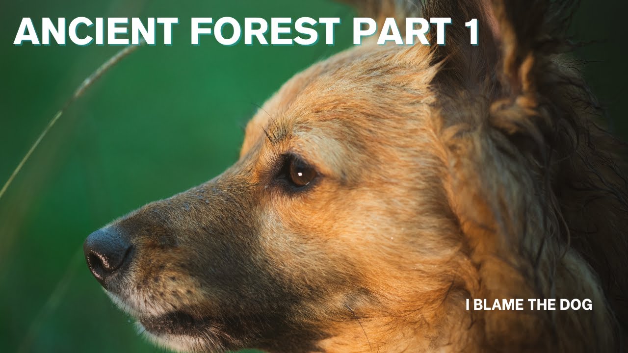 Lost in an Ancient Forest – Part 1 | Dog ASMR Walking Adventure