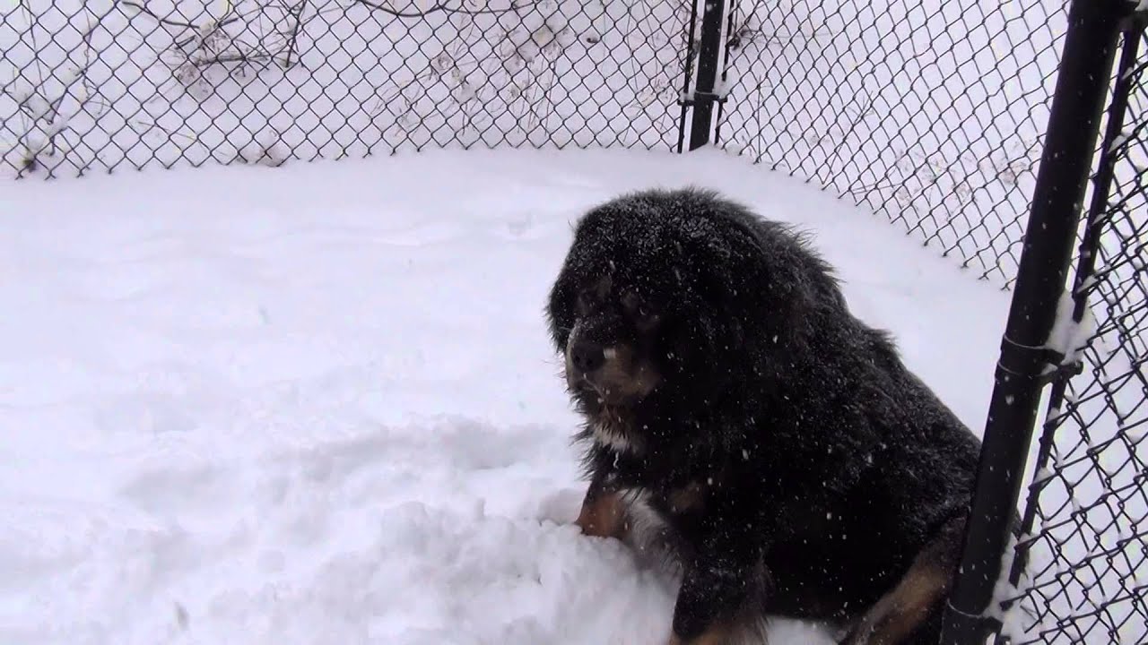 Tibetan Mastiffs wrestling in snow