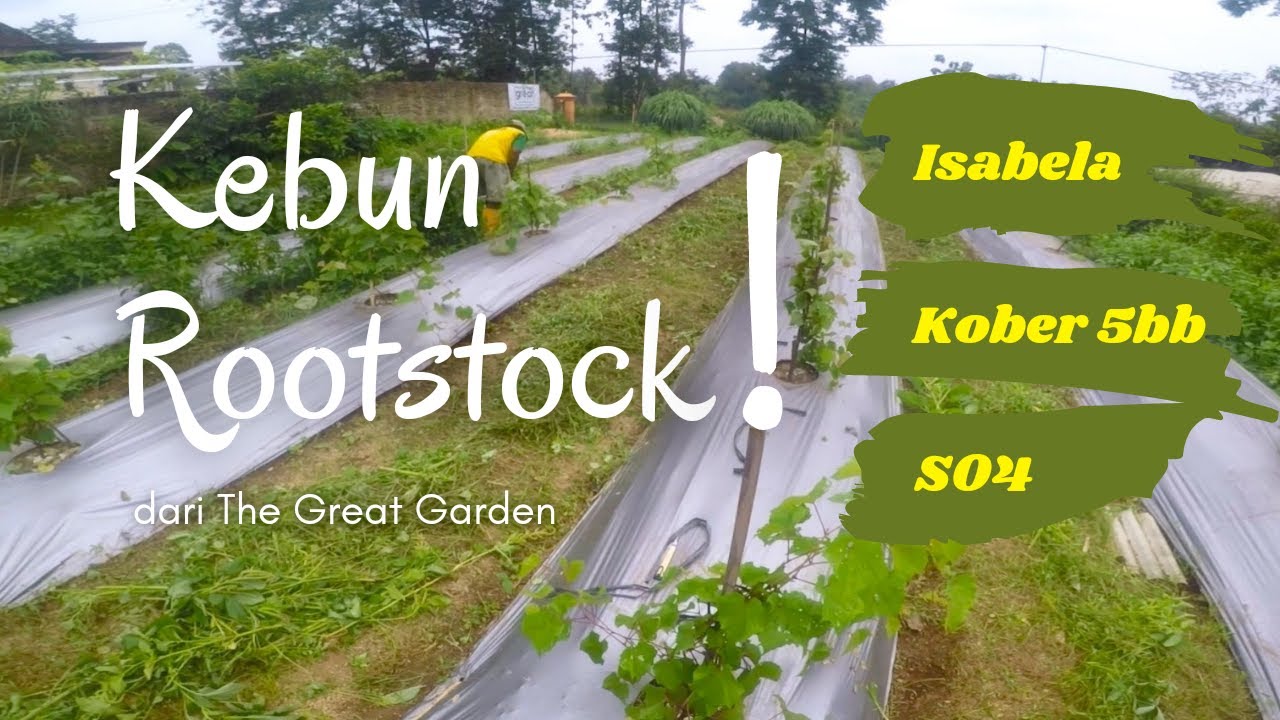Review ROOTSTOCK ANGGUR | SO4 , KOBER , ISABELA | di Gedongtataan, Lampung