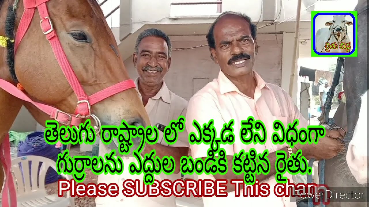 Like nowhere else in the Telugu states A farmer tying horses to a bullock cart #horse riding