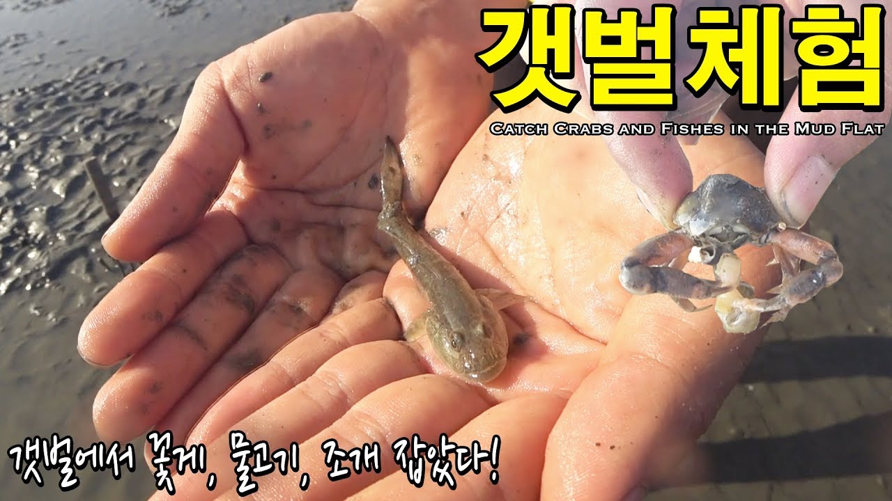 처음으로 갯벌체험 해보았다! 꽃게랑 물고기, 조개 잡았다! - 허팝 (Catching Crabs and Fish in the Mud Flat)