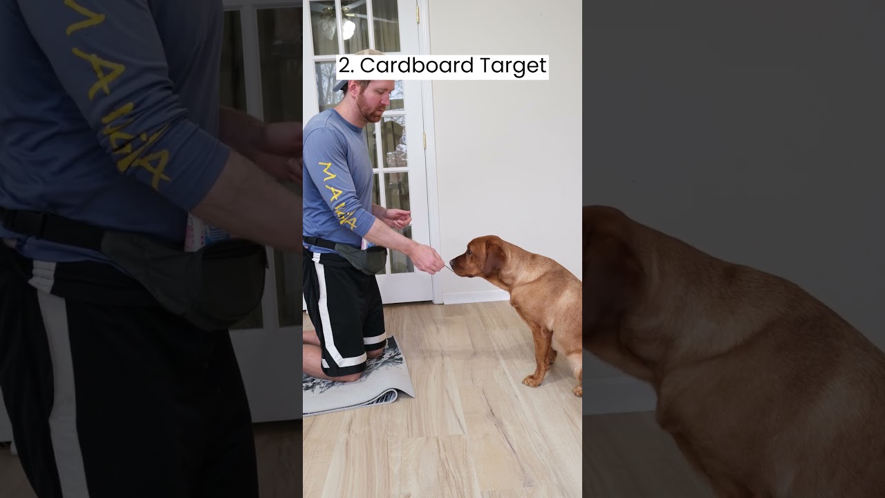 How I Taught My Dog to Play Piano