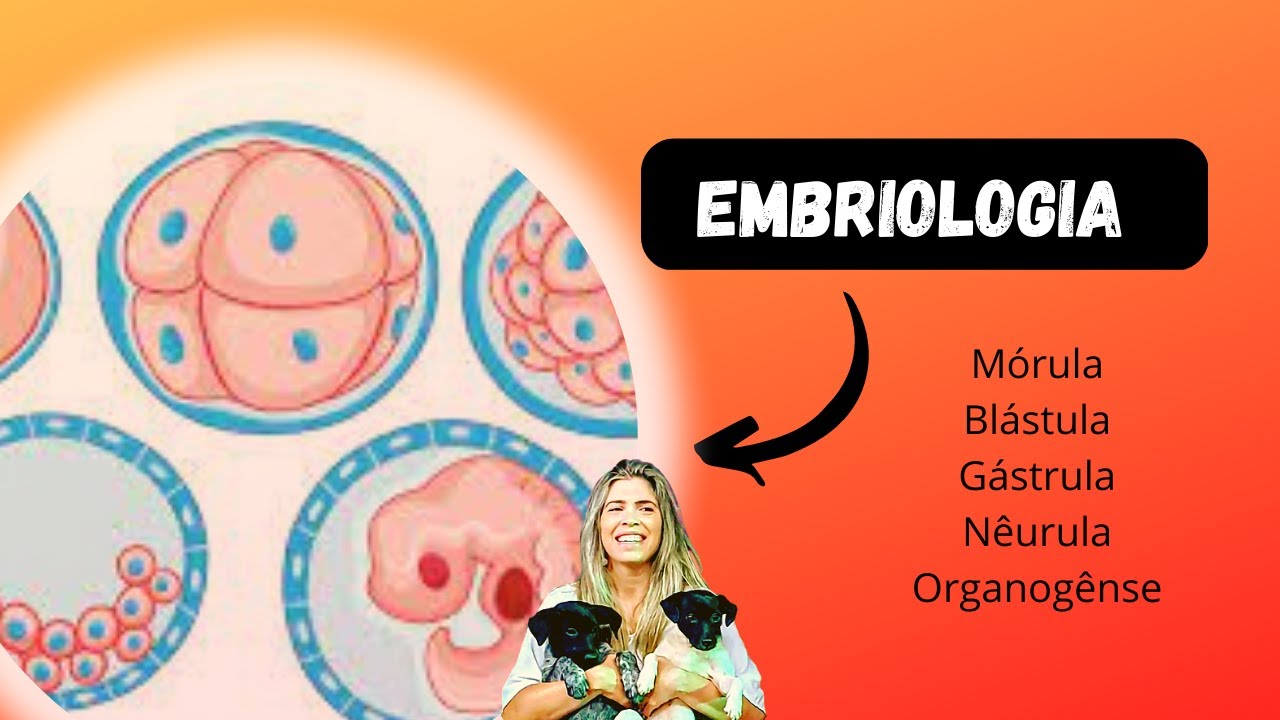 Embriologia: Mórula, Blástula, Gástrula, Nêurula e Organogênese.