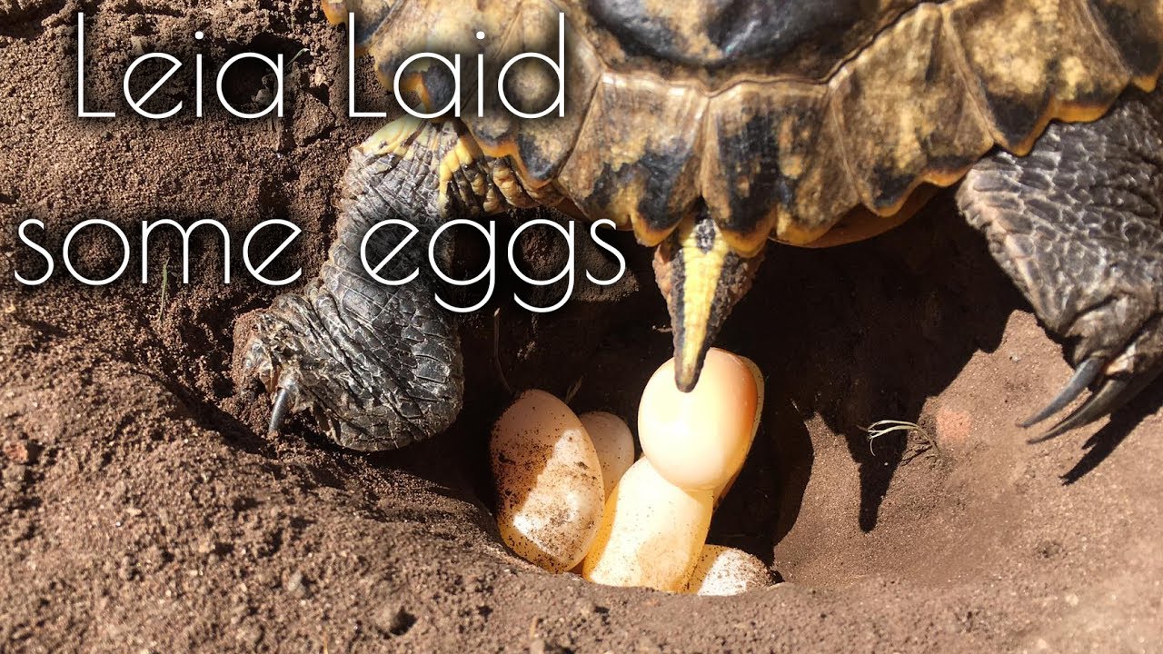 Our Adult Female Yellow Bellied Slider turtle, Leia, lays a few eggs