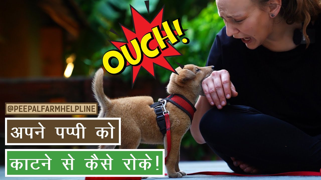 अपने Puppy को काटने से कैसे रोके! | How to stop puppy from biting? | Stop teething dog from biting