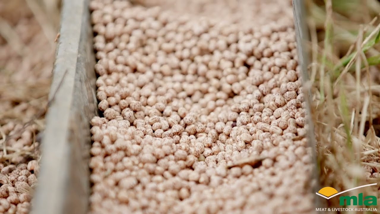 MeatUp Wudinna - Virtual Farm Tour