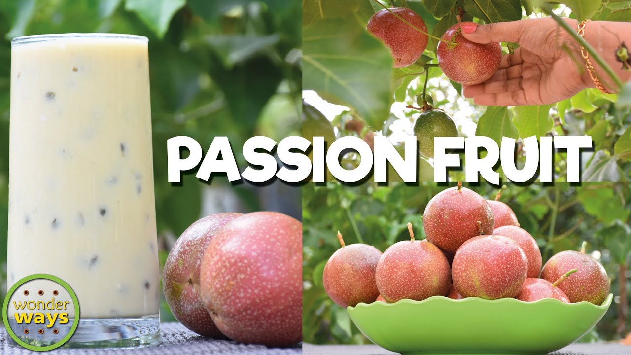 PASSION FRUIT | How To Make Passion fruit Juice | Passion fruit recipes | Passion Milkshake /Juice