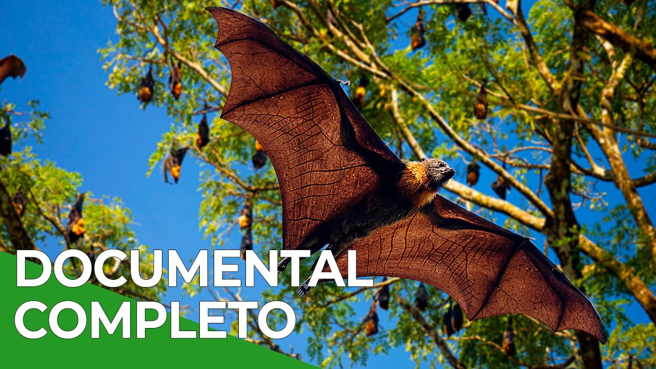 Sri Lanka Salvaje, TODOS LOS EPISODIOS | Free Documentary Nature - Español
