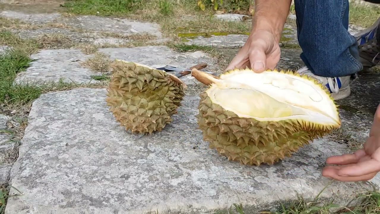 Comment choisir et manger un durian ?