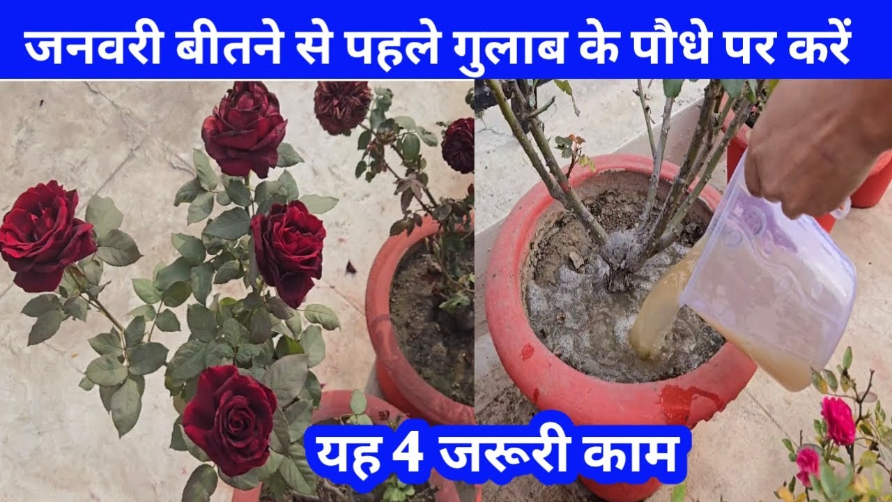 जनवरी बीतने से पहले गुलाब के पौधे पर करें यह चार जरूरी काम / January rose care