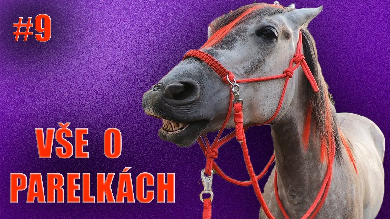 JAK NA KONĚ #9 jak uvázat provazovou ohlávku