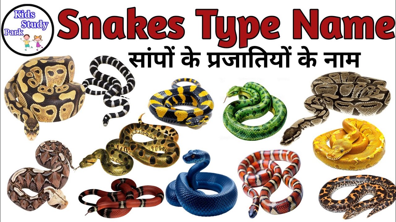 Snake Names |  Snakes Name in  Hindi and English with Pictures | Animals Name | Reptiles Name