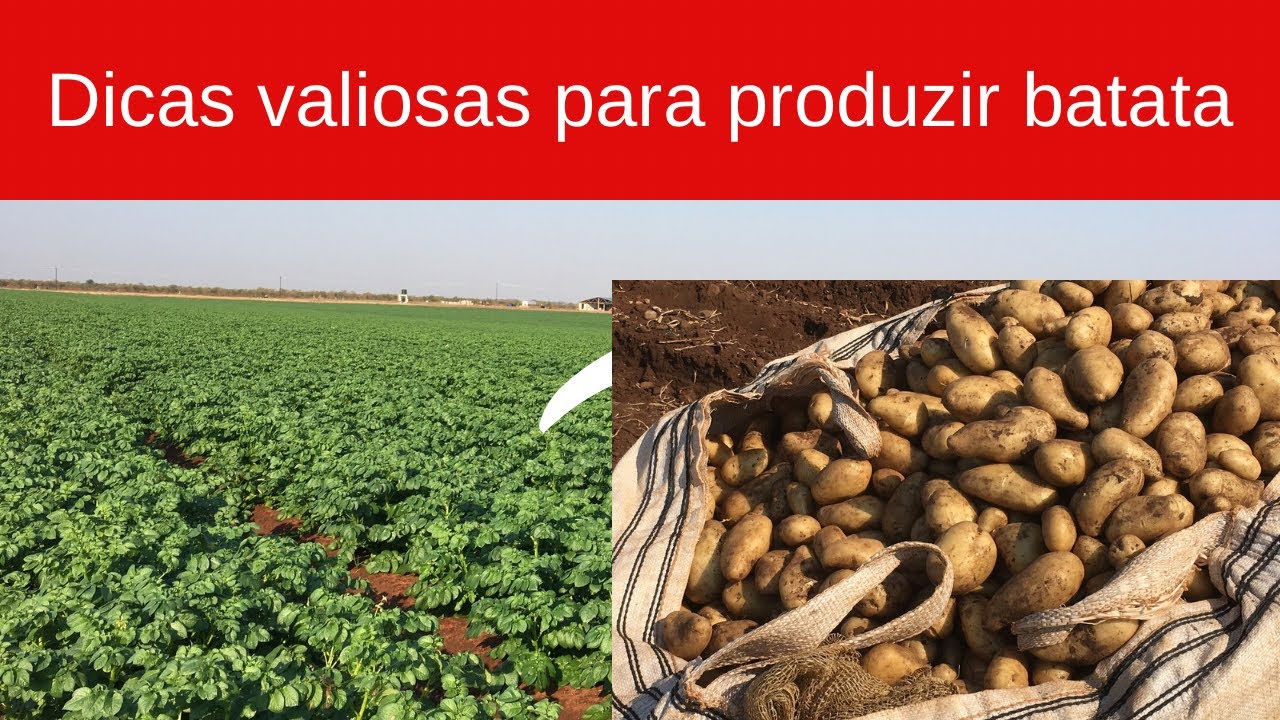 Dicas importantes para produzir batata. A última é a mais top