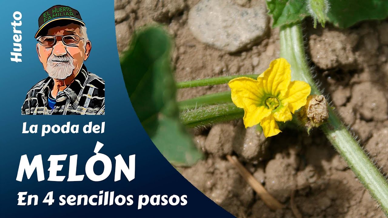 𝗠𝗘𝗟𝗢́𝗡: LA PODA DEL MELÓN EN 4 SENCILLOS PASOS