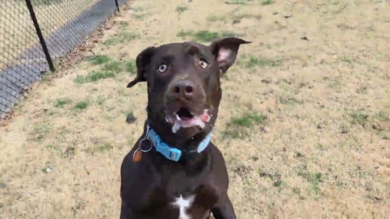 Hyper Major Wanted To Play Ball But We Did Treat Time Instead! 😀