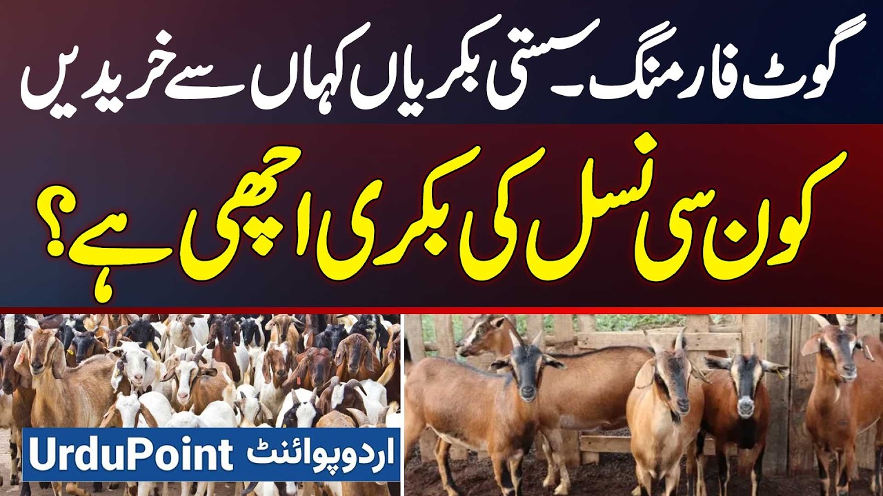 Goat Farming Business In Pakistan - Sasti Bakriyan Kaha Se Kharide? Kon Si Breed Ki Goat Achi Hai?