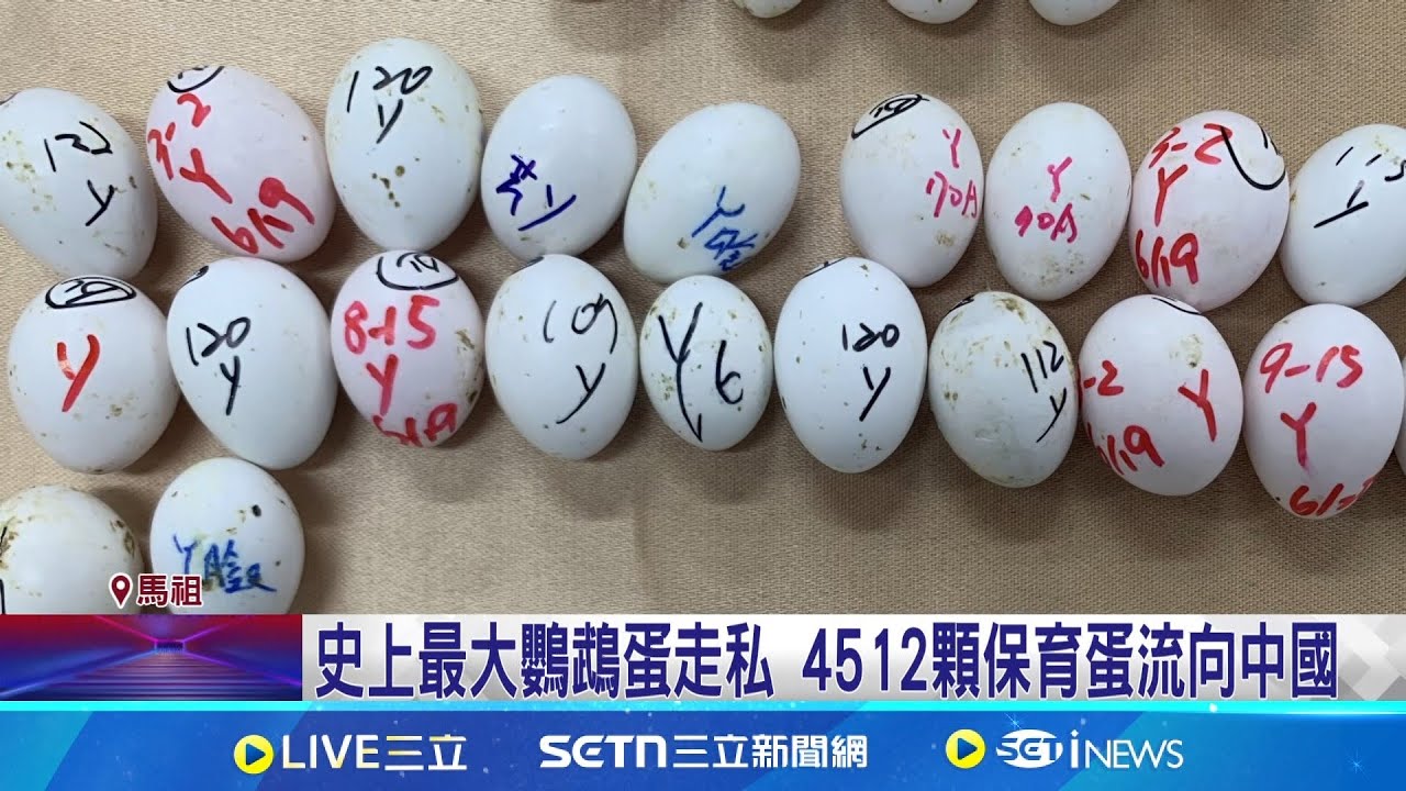史上最大鸚鵡蛋走私 4512顆保育蛋流向中國 瀕危鸚鵡蛋遭非法走私繁殖 每顆1.2萬銷售中國｜三立新聞網 SETN.com