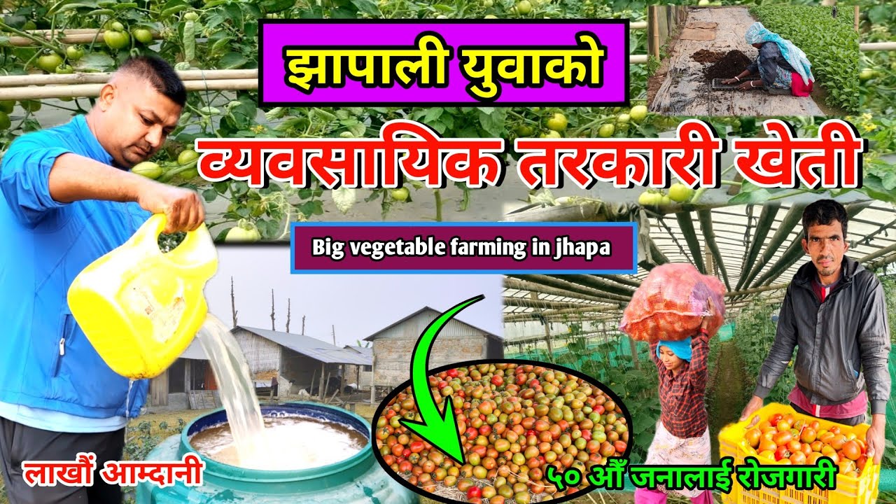 झापाली युवाको व्यवसायिक तरकारी खेती।। बार्है महिना तरकारी उत्पादन।। Vegetable farming in Jhapa