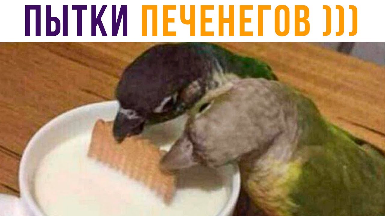 Приколы с попугаями. ПЫТКИ ПЕЧЕНЕГОВ, 1036 ГОД))) | Мемозг 