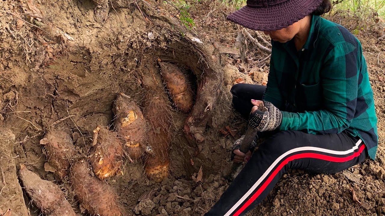 Go to the forest to pick the wild potato - The Villager