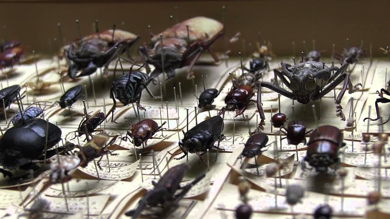 Blackburn Museum Beetle Collection