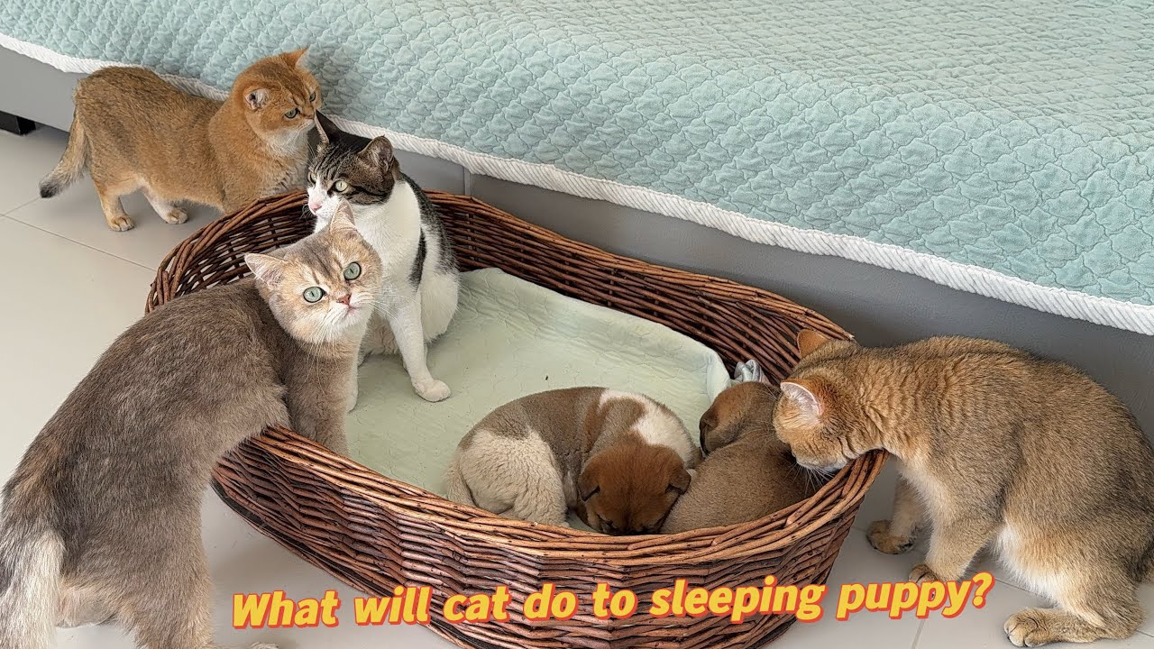 It's so heartwarming!How do all cats treat the puppies when the puppy's mother is not in the kennel?
