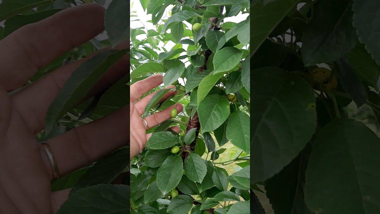 North Star and Meteor tart cherry tree update