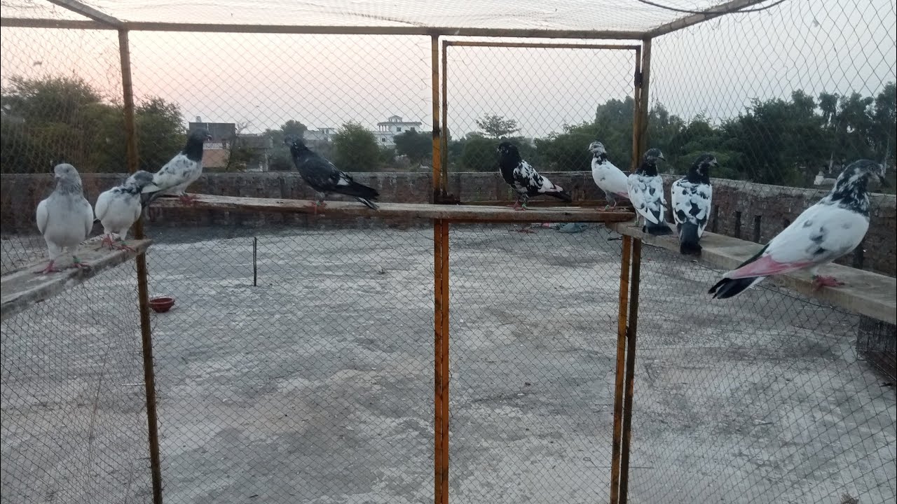 #gulfampigeonculbpk #pigeon 🦅🦅🥀🤍