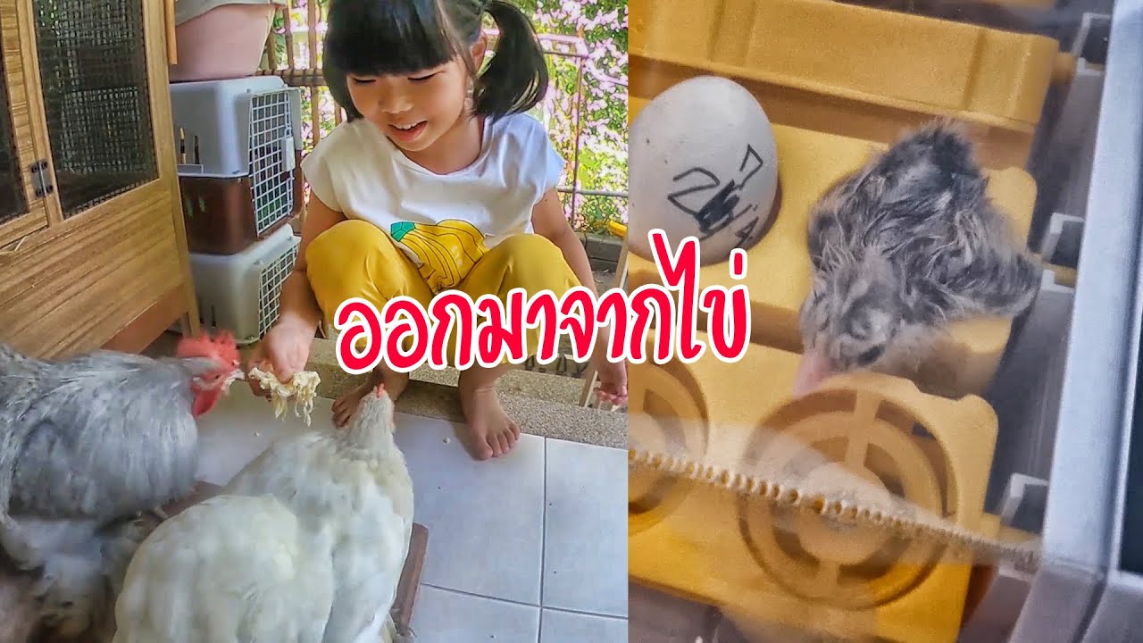 ออกมาจากไข่ | ครูนกเล็ก