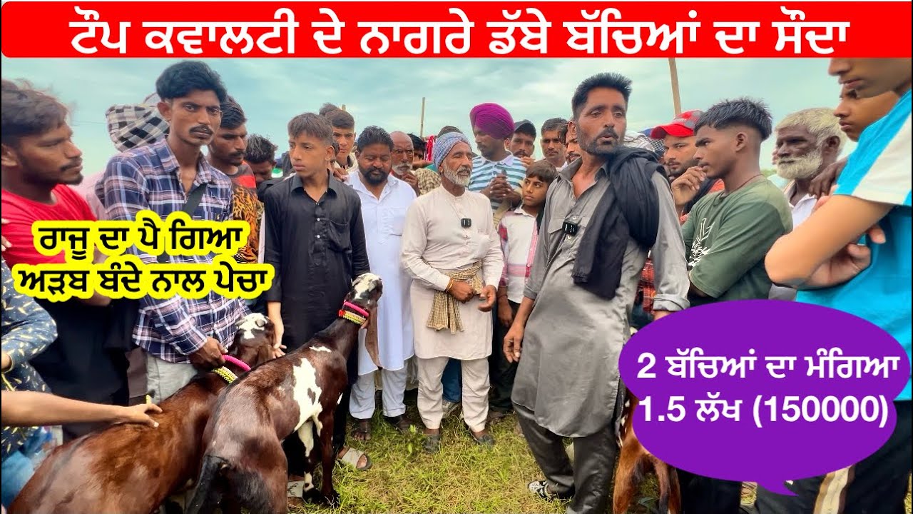 ਨਾਗਰੇ ਡੱਬੇ ਬੱਚਿਆਂ ਦਾ ਸੌਦਾ ||goat farming in Punjab ||best beetal goat in Punjab 