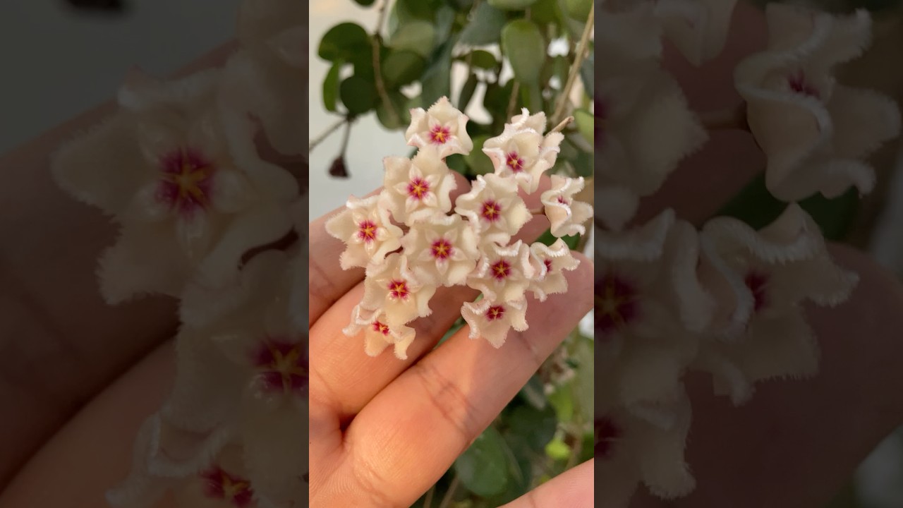 LA FLOR QUE HUELE A  MAGIA ...RECIEN EMPIEZA ...🔥🔥🔥HOYA MATHILDE🔥🔥🔥