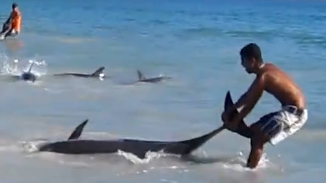 Incredible Dolphin Rescue - 30 Dolphins Stranded and Saved