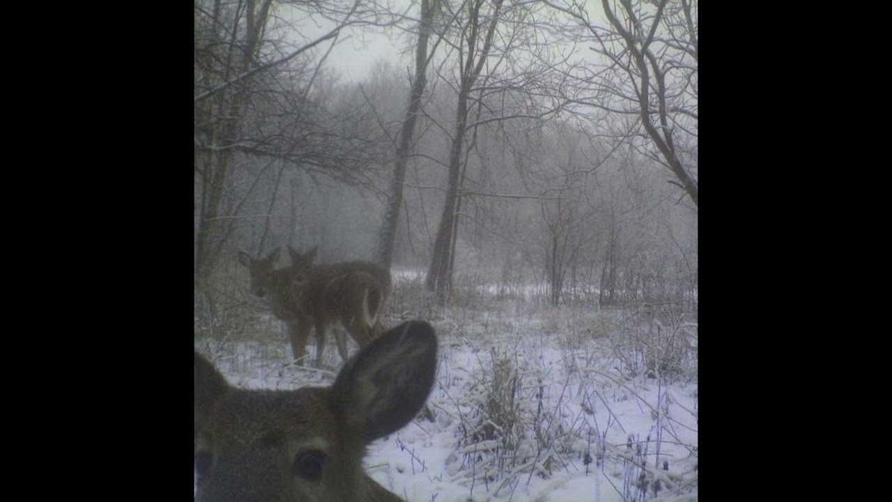 indie michael harrison acoustic guitar no drums type beat