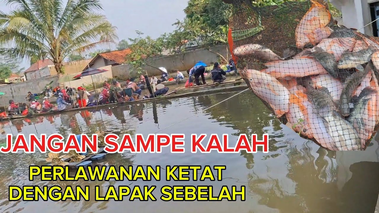 BORONGAN NILA,,,PERLAWANAN KETAT DENGAN LAPAK SEBELAH ‼️ MANCING BORONGAN IKAN NILA